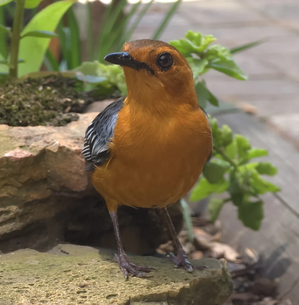 红顶歌䳭（Cossypha natalensis）