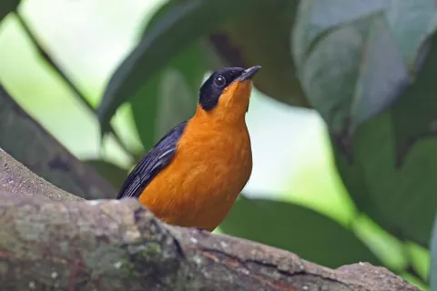 白冠歌䳭