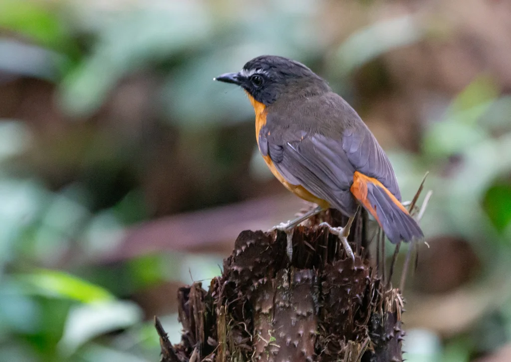 高山歌䳭(Cossyphicula isabellae)