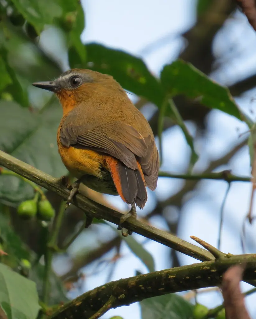 白腹歌䳭（Cossyphicula roberti）
