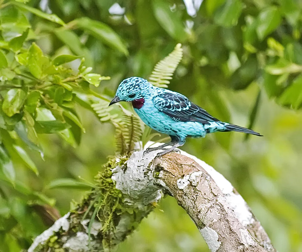 辉伞鸟(Cotinga cayana)