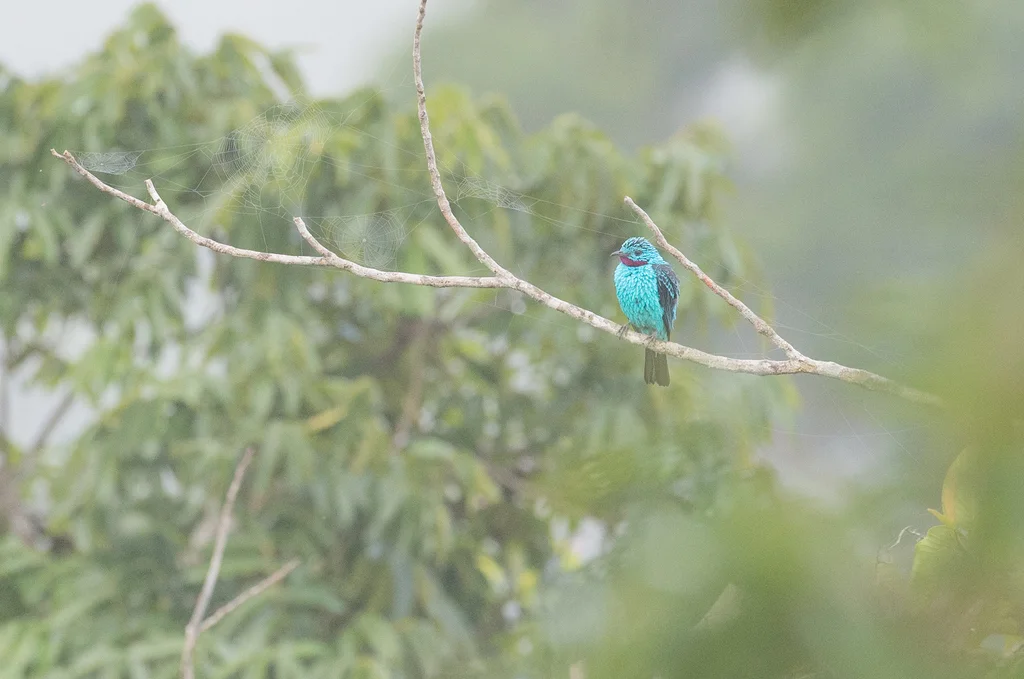 辉伞鸟(Cotinga cayana)