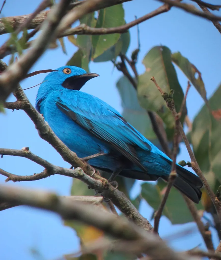 斑喉伞鸟(Cotinga maynana)