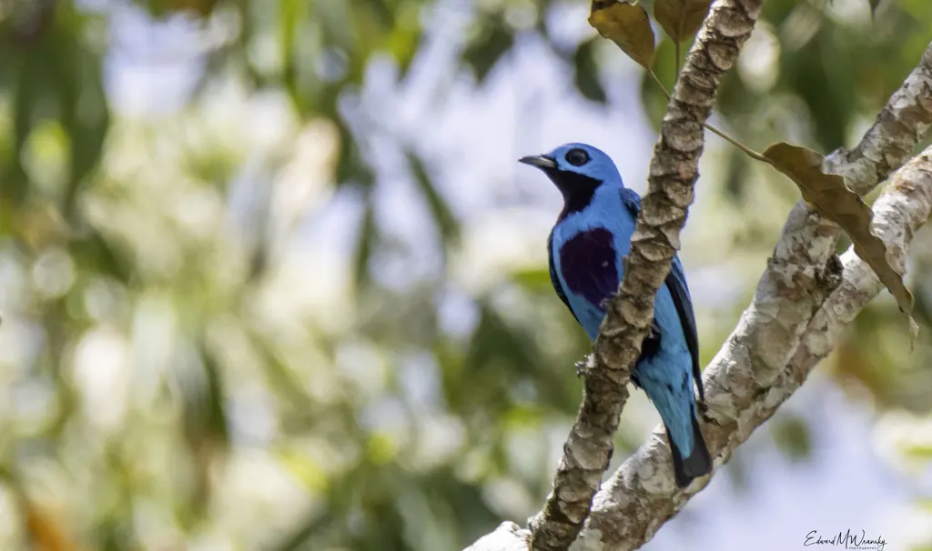 绿伞鸟(Cotinga ridgwayi)
