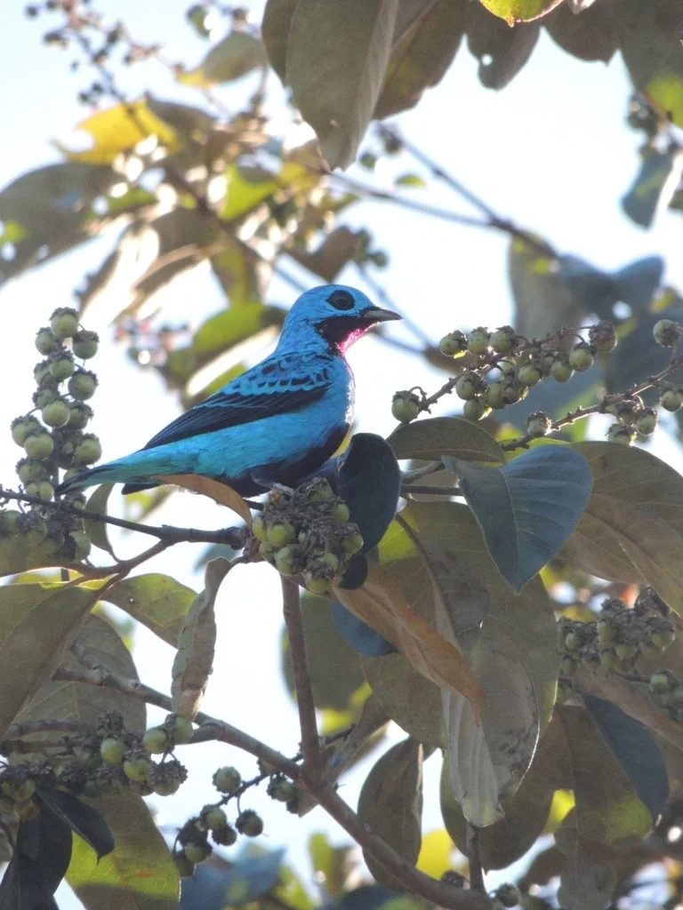 绿伞鸟(Cotinga ridgwayi)