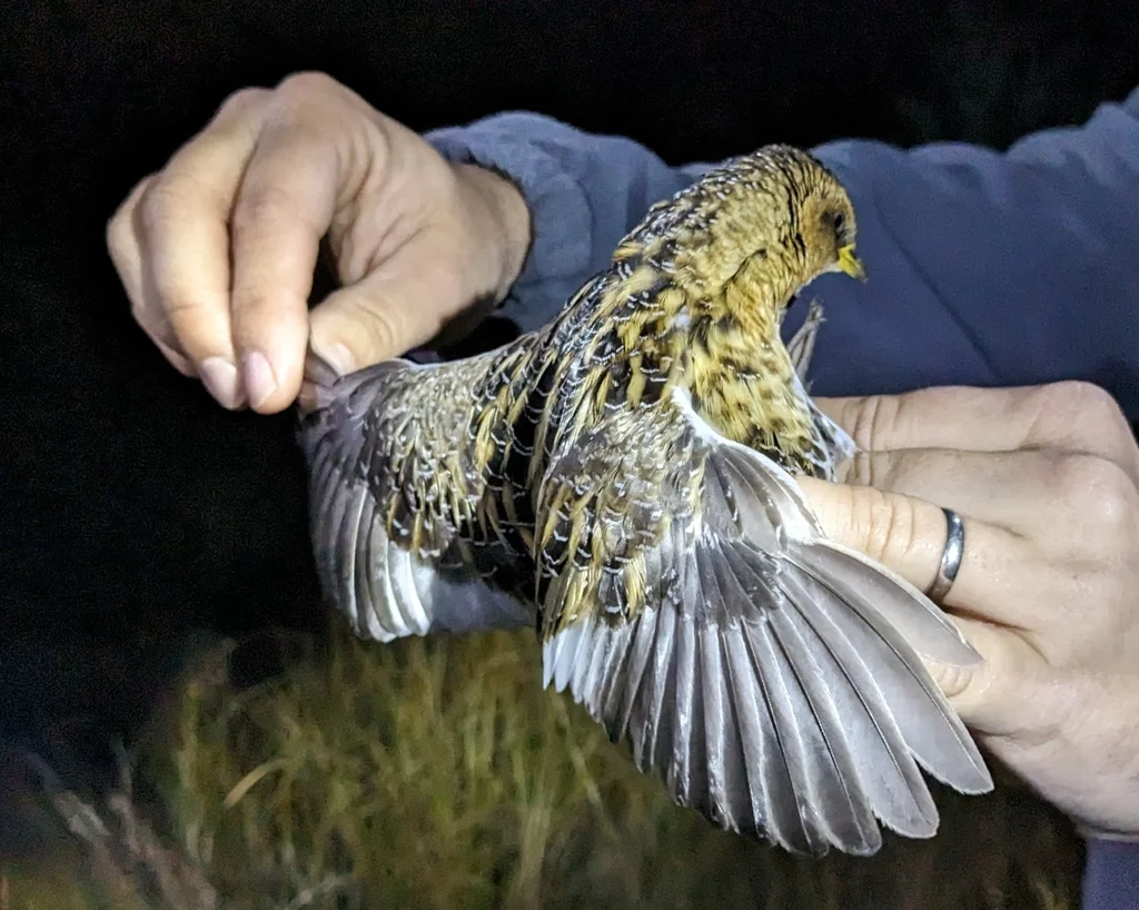北美花田鸡(Coturnicops noveboracensis)