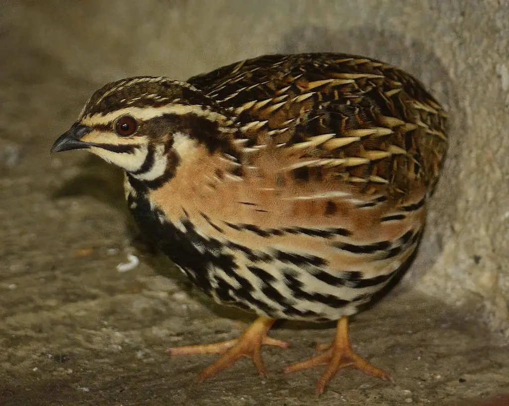 黑胸鹌鹑(Coturnix coromandelica)