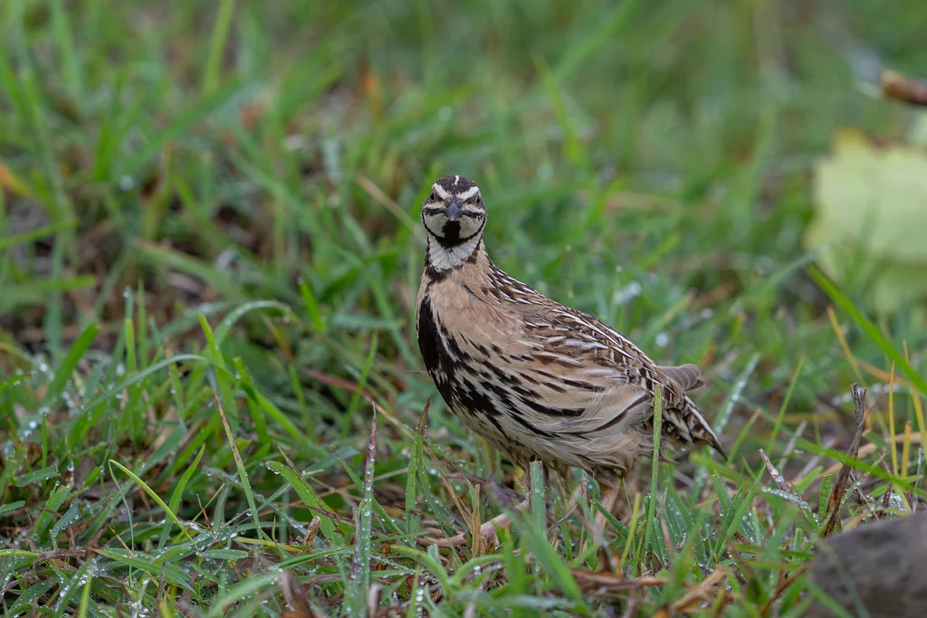 黑胸鹌鹑(Coturnix coromandelica)