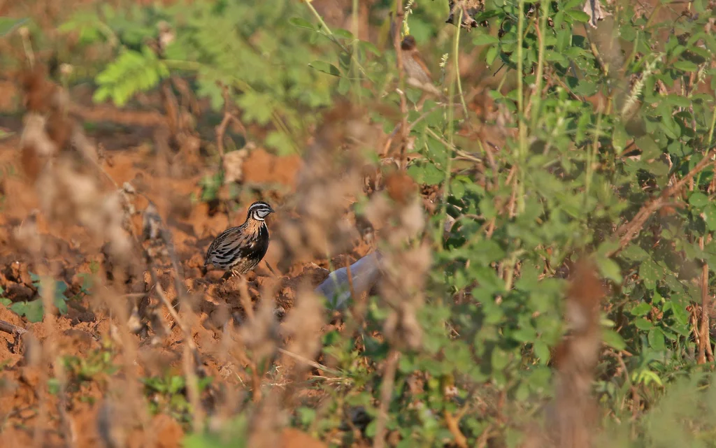 黑胸鹌鹑(Coturnix coromandelica)