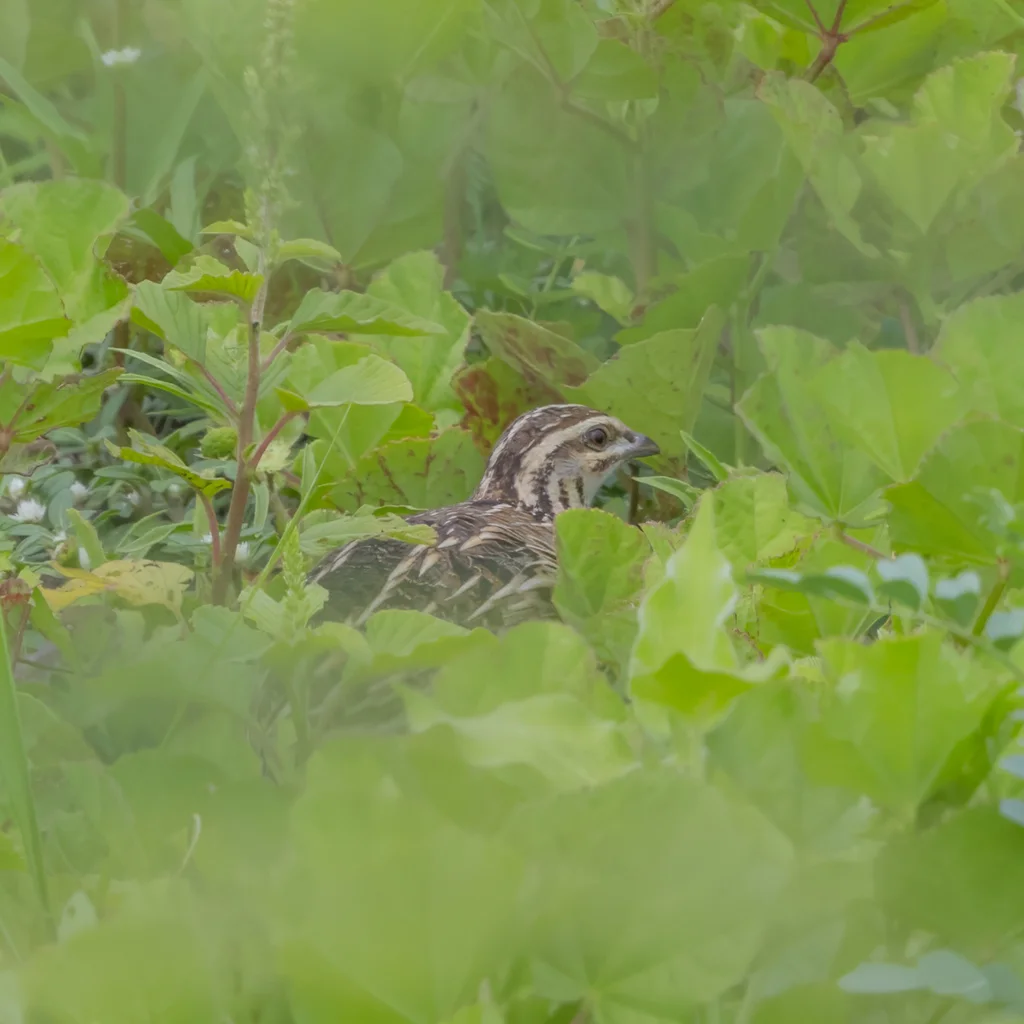 黑胸鹌鹑(Coturnix coromandelica)