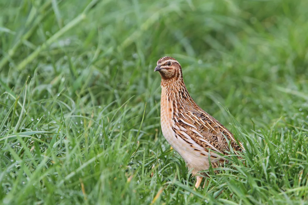 西鹌鹑(Coturnix coturnix)