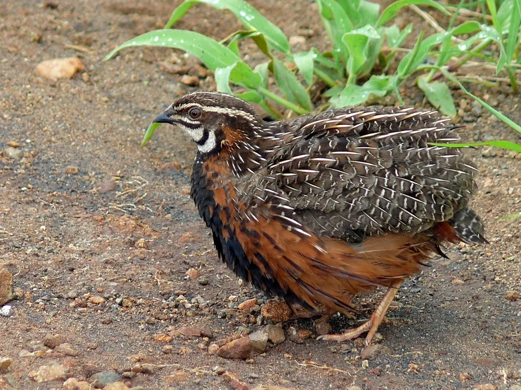 花脸鹌鹑(Coturnix delegorguei)