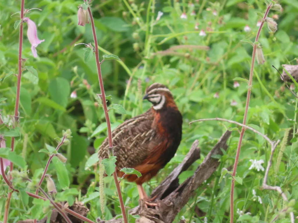 花脸鹌鹑(Coturnix delegorguei)
