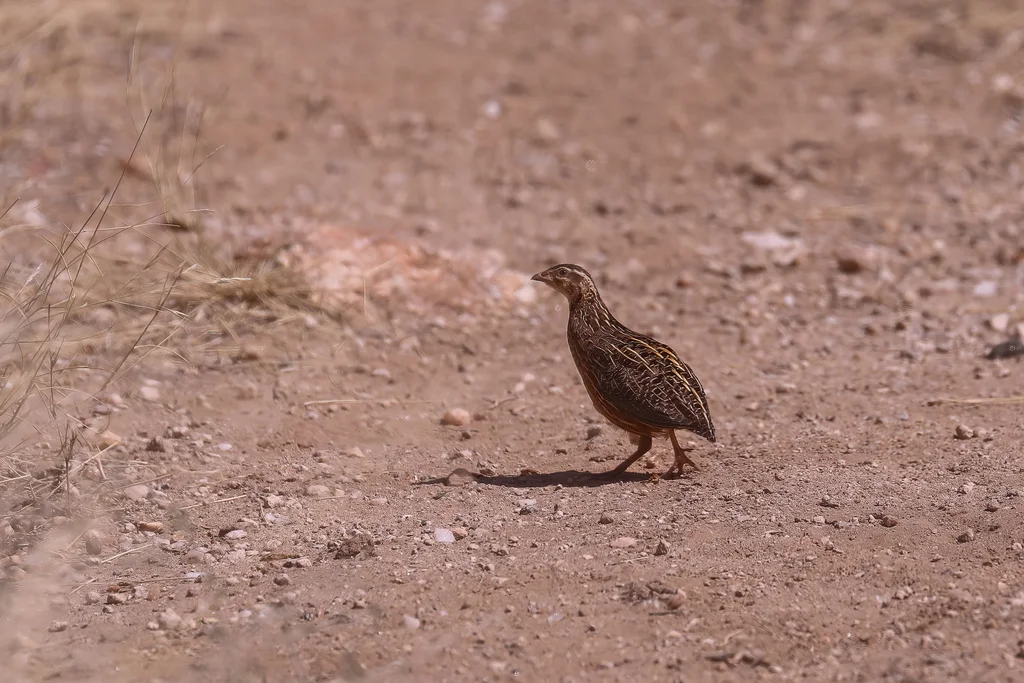 花脸鹌鹑(Coturnix delegorguei)