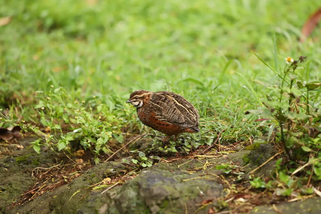 花脸鹌鹑(Coturnix delegorguei)