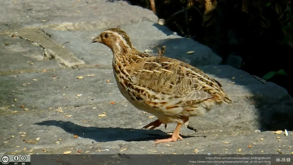鹌鹑(Coturnix japonica)