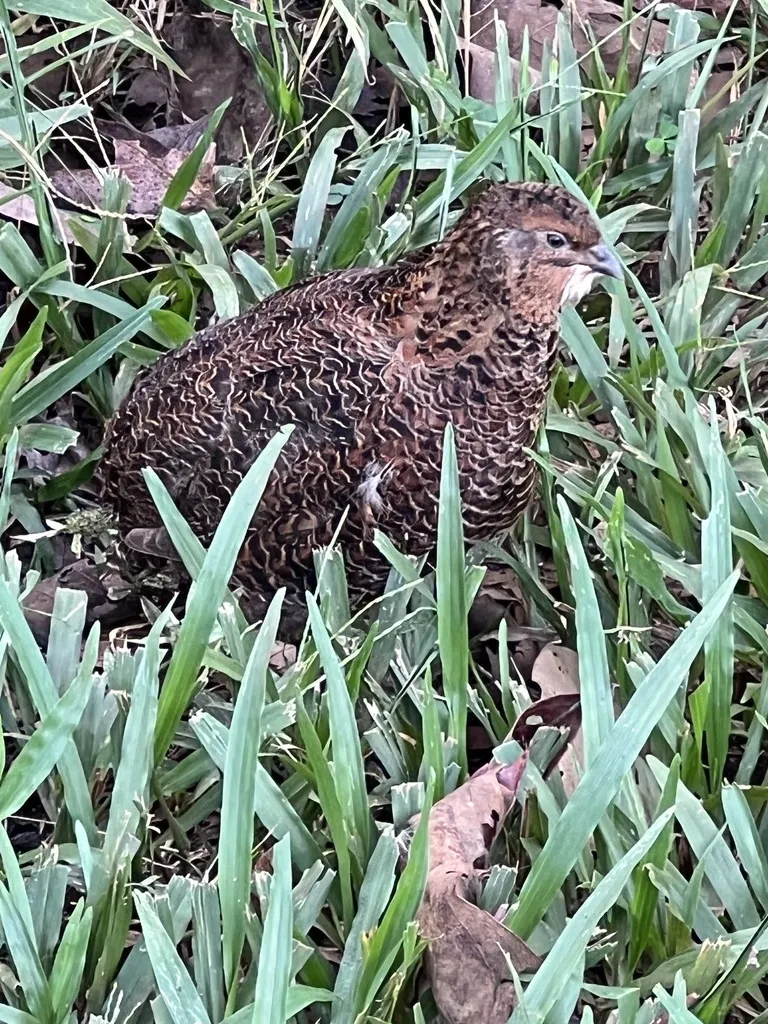 鹌鹑(Coturnix japonica)