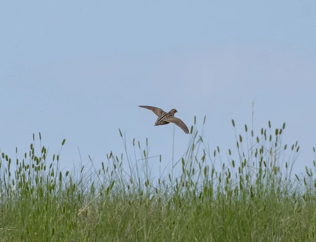 鹌鹑(Coturnix japonica)