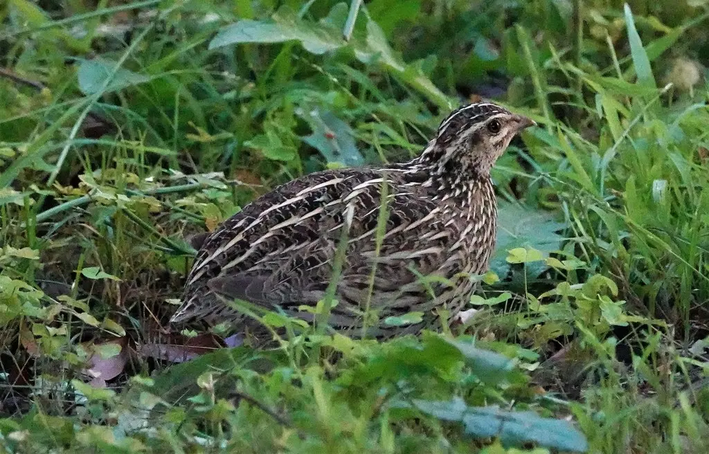 澳洲鹌鹑(Coturnix pectoralis)