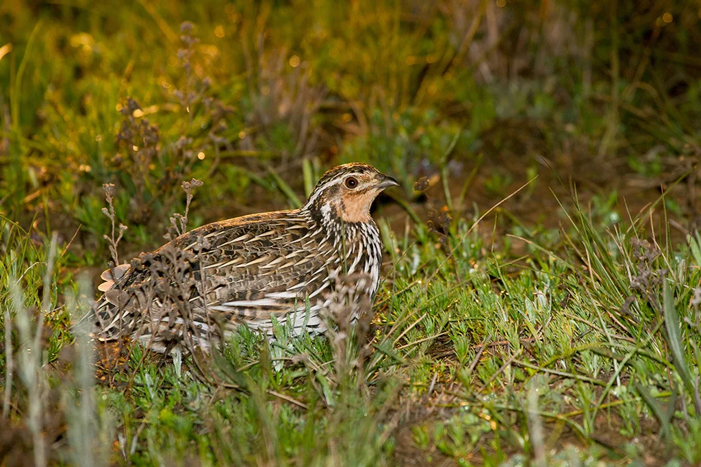 澳洲鹌鹑(Coturnix pectoralis)
