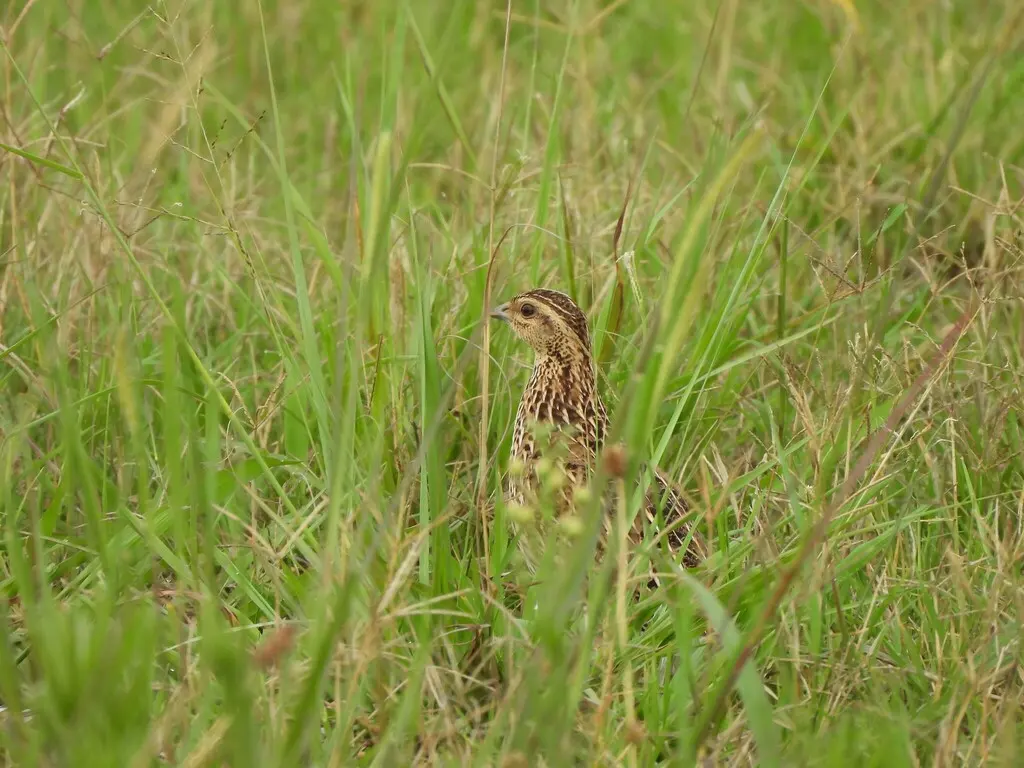 澳洲鹌鹑(Coturnix pectoralis)