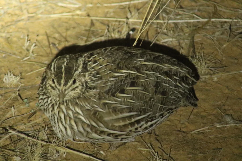 澳洲鹌鹑(Coturnix pectoralis)