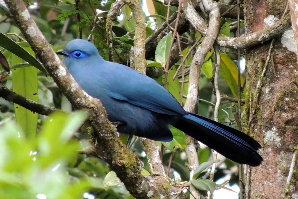 蓝马岛鹃(Coua caerulea)