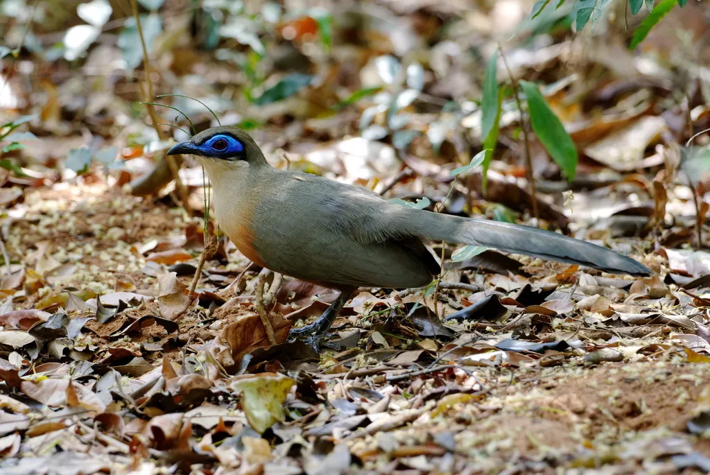 科氏马岛鹃(Coua coquereli)