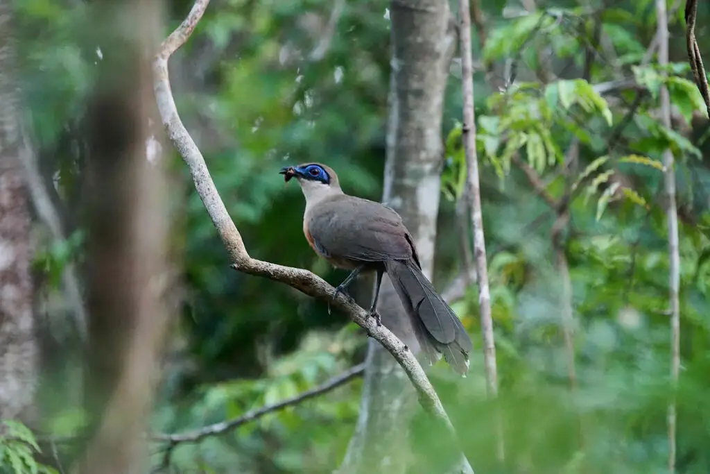 科氏马岛鹃(Coua coquereli)
