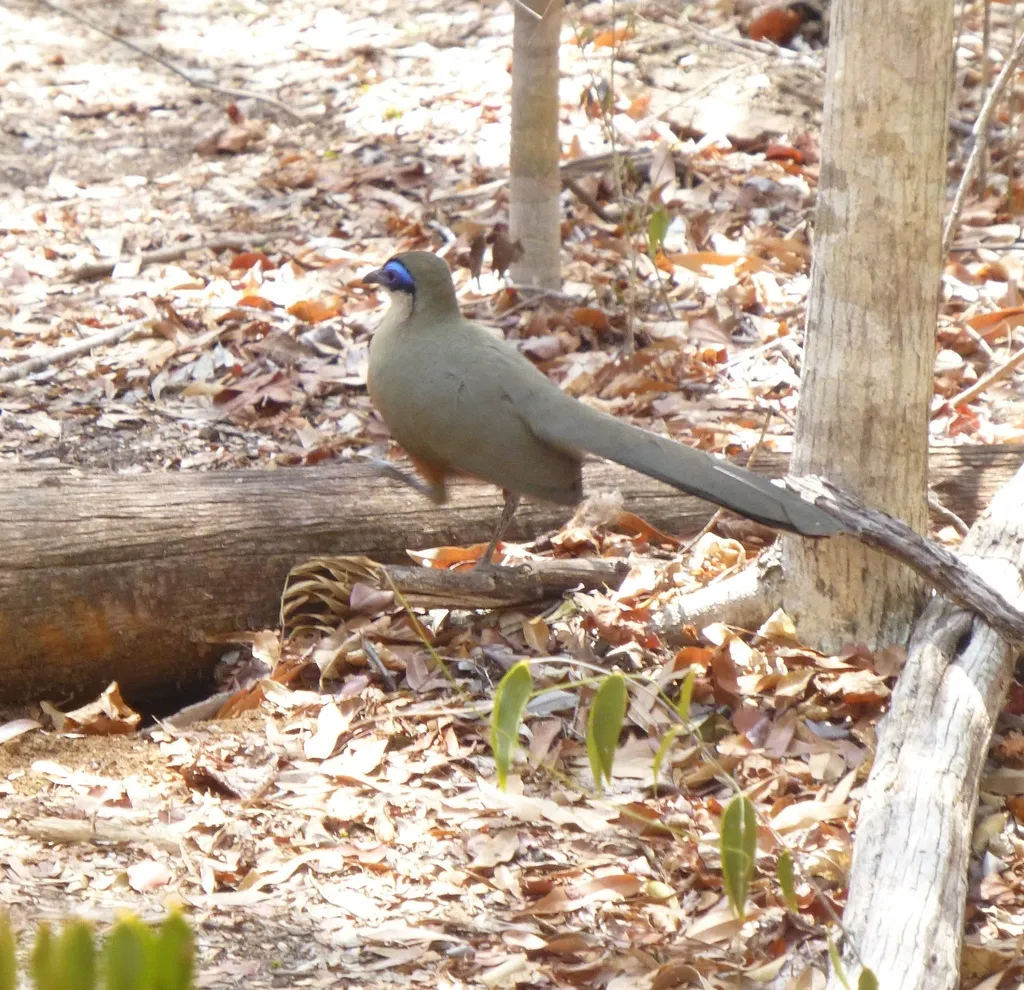 科氏马岛鹃(Coua coquereli)