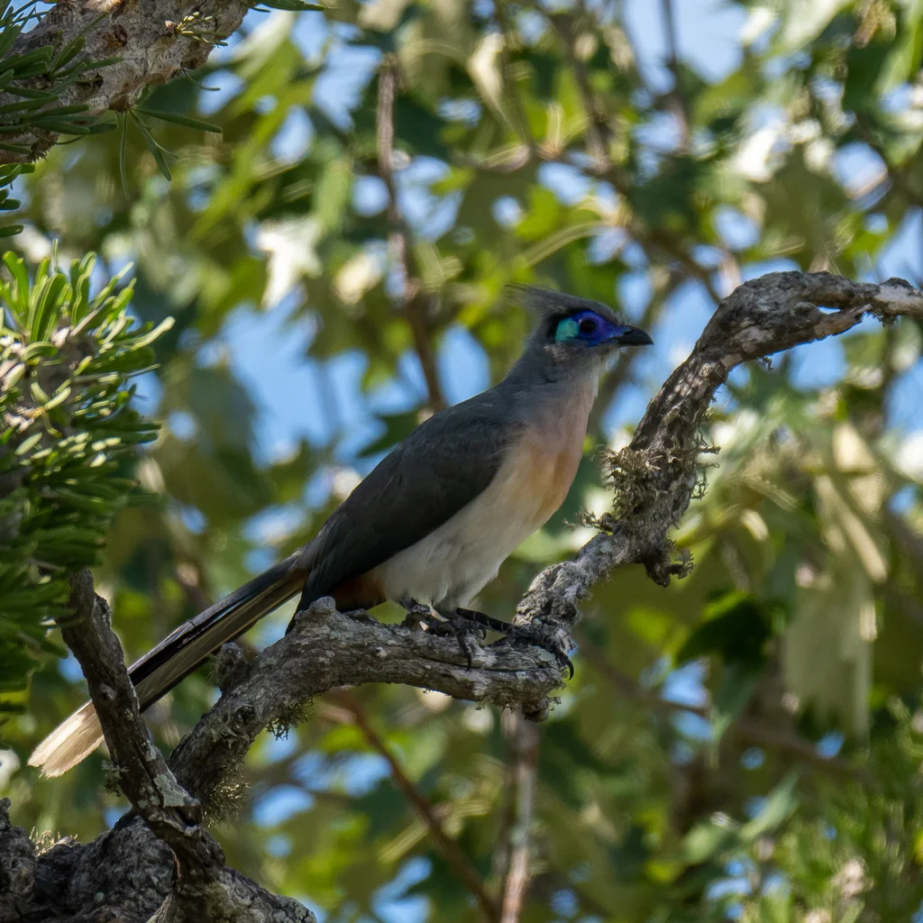 凤头马岛鹃(Coua cristata)