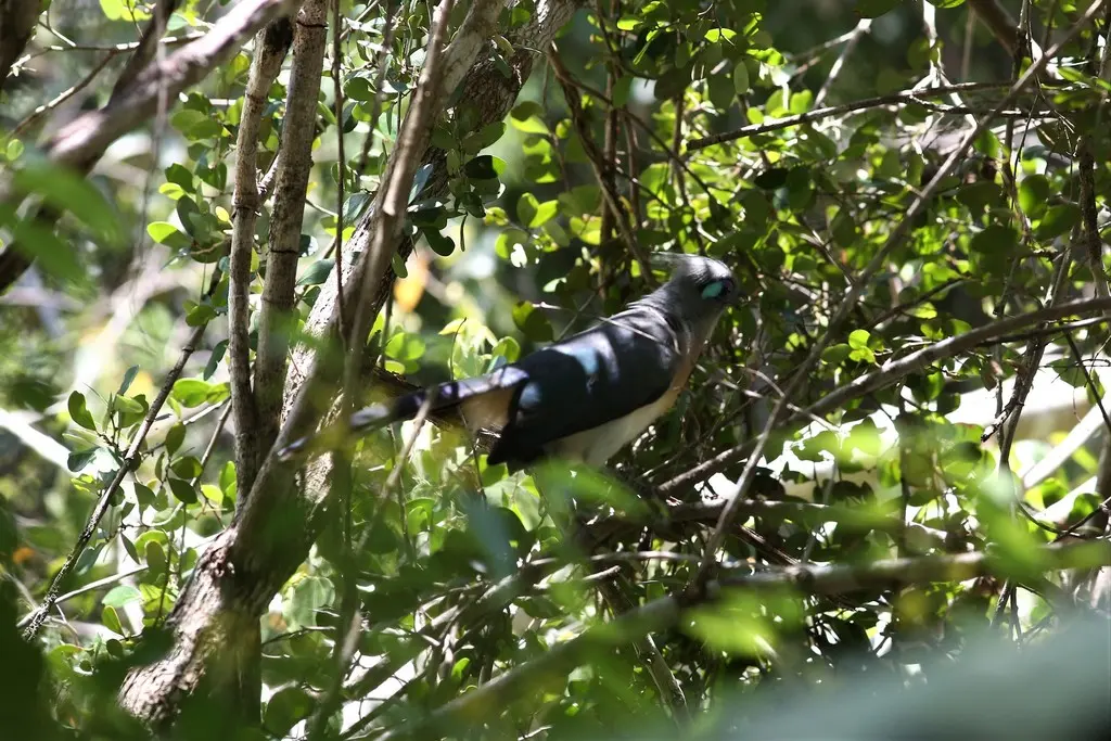 凤头马岛鹃(Coua cristata)