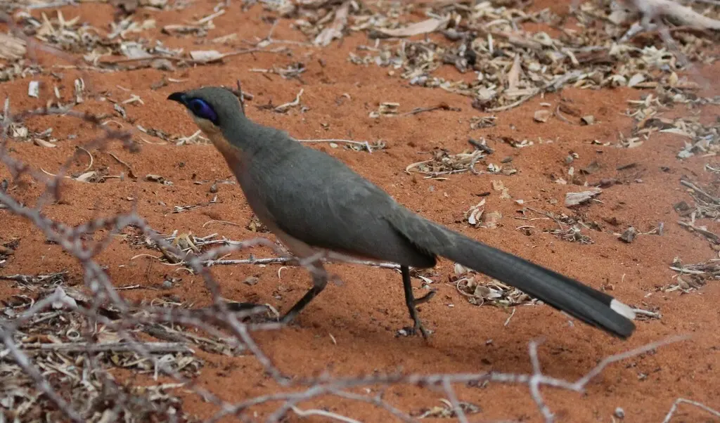 锈喉马岛鹃(Coua cursor)
