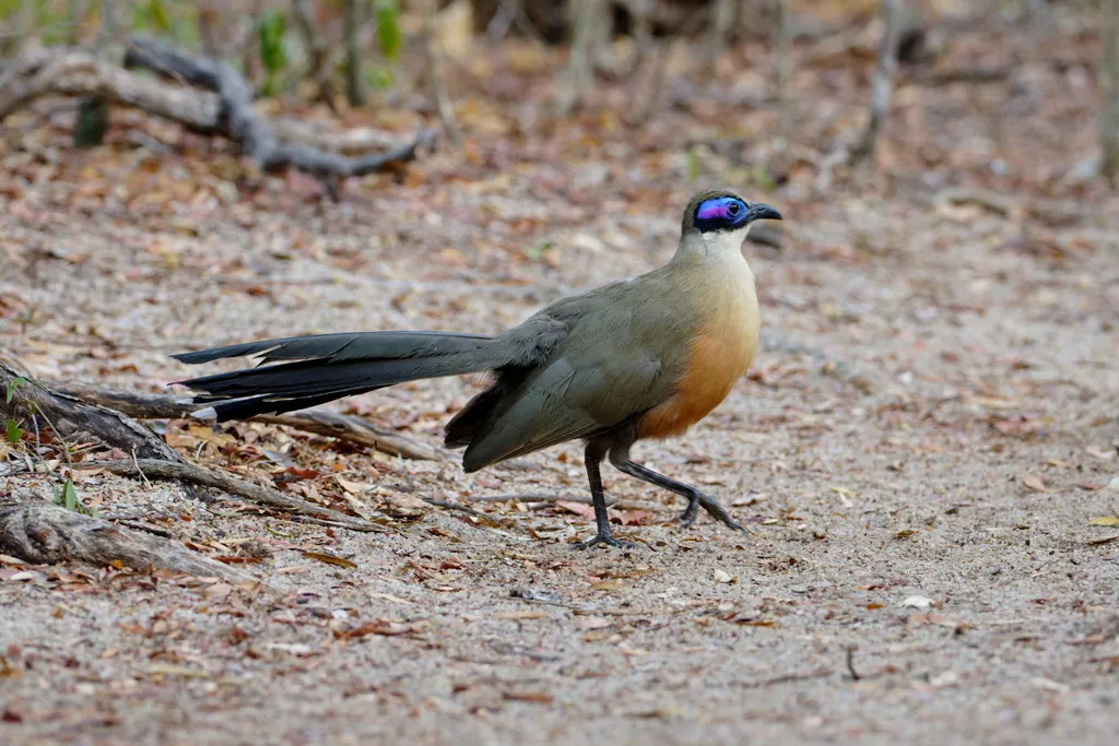 大马岛鹃(Coua gigas)