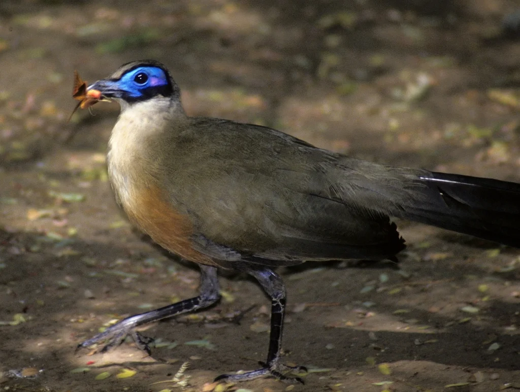 大马岛鹃(Coua gigas)