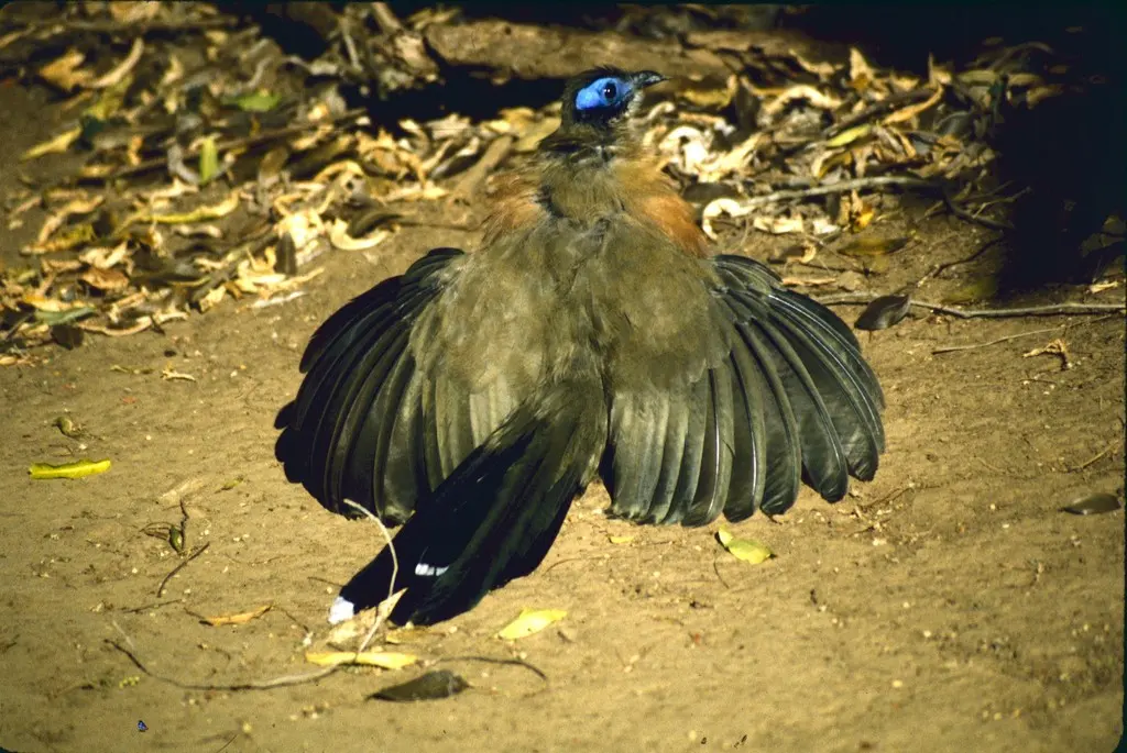 大马岛鹃(Coua gigas)