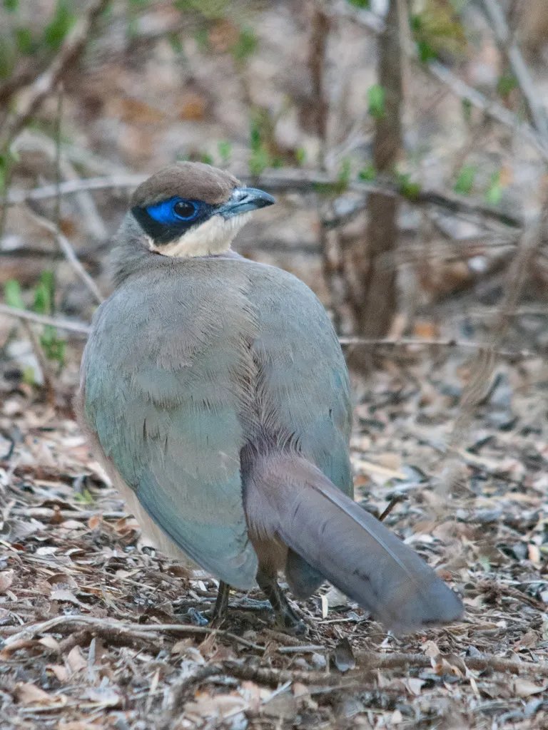 绿顶马岛鹃(Coua olivaceiceps)