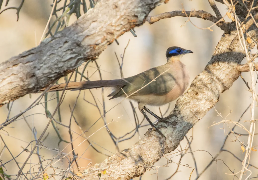 绿顶马岛鹃(Coua olivaceiceps)