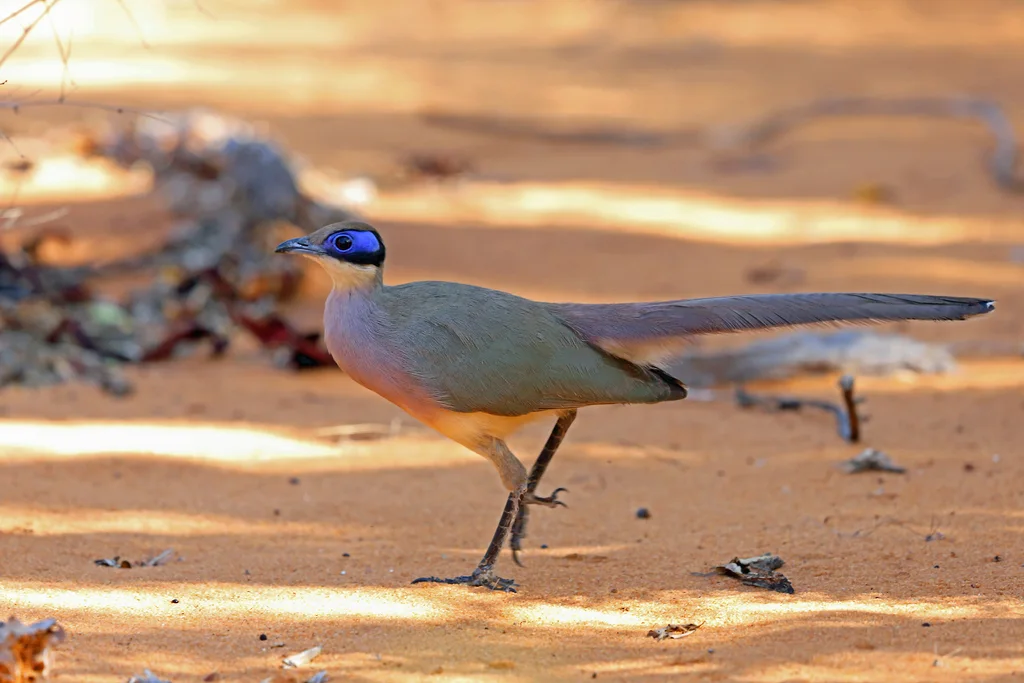 绿顶马岛鹃(Coua olivaceiceps)