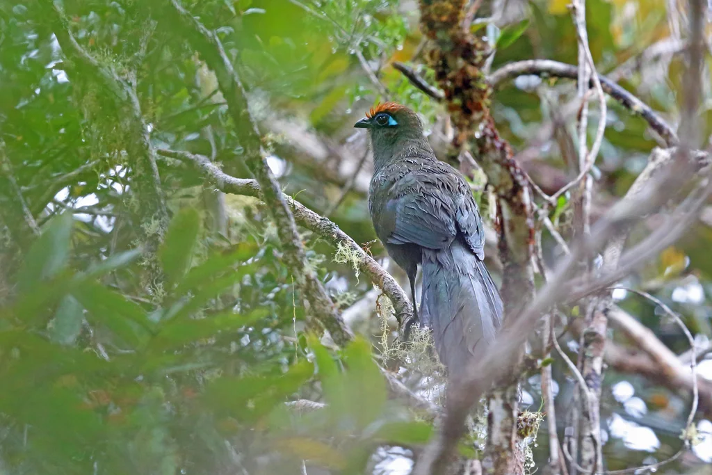 红额马岛鹃(Coua reynaudii)