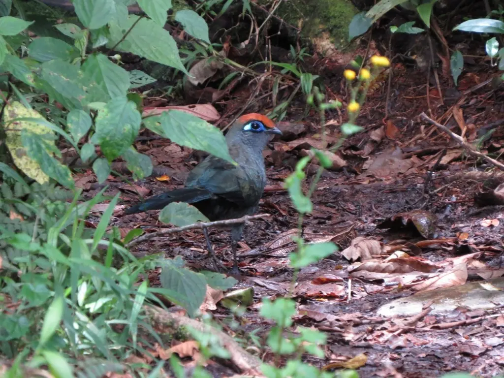 红额马岛鹃(Coua reynaudii)