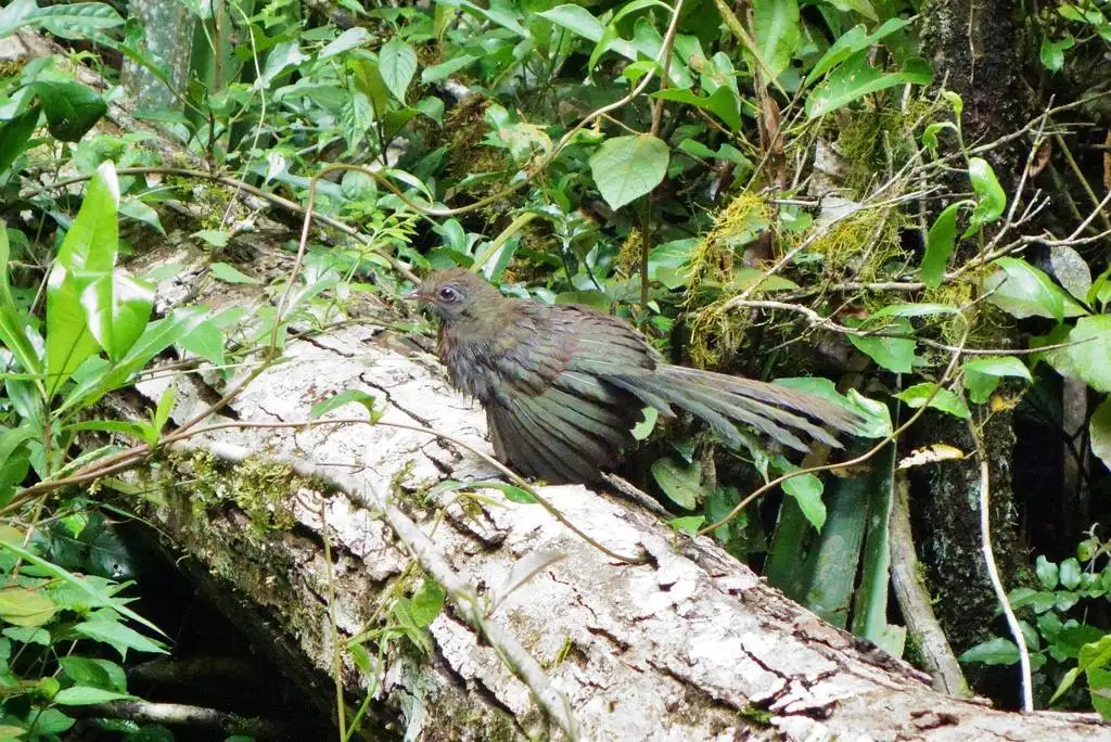 红额马岛鹃(Coua reynaudii)