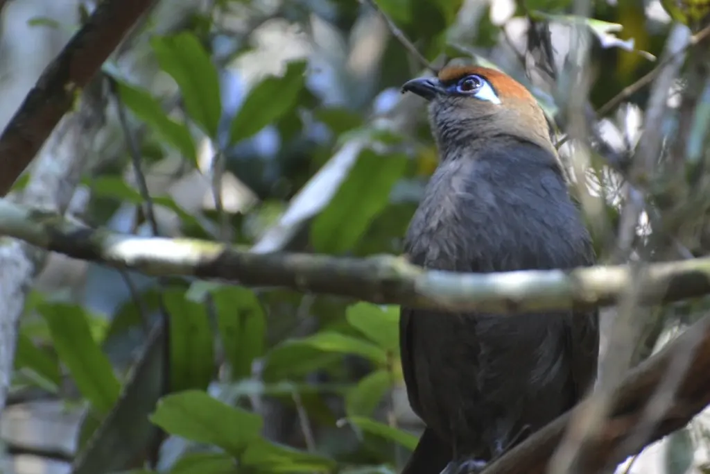 红额马岛鹃(Coua reynaudii)