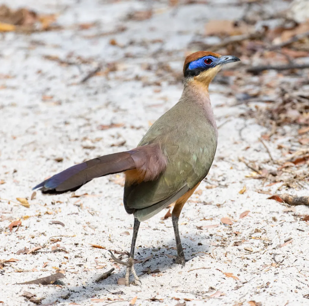 红顶马岛鹃(Coua ruficeps)