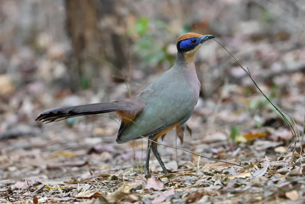 红顶马岛鹃(Coua ruficeps)