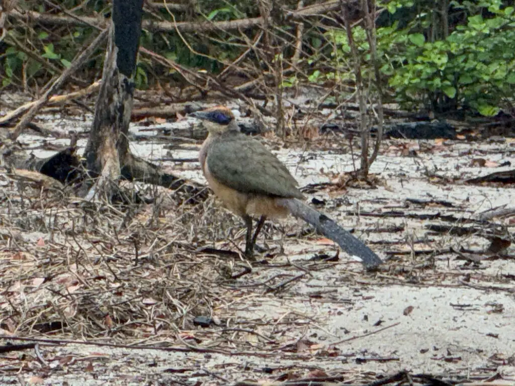 红顶马岛鹃(Coua ruficeps)
