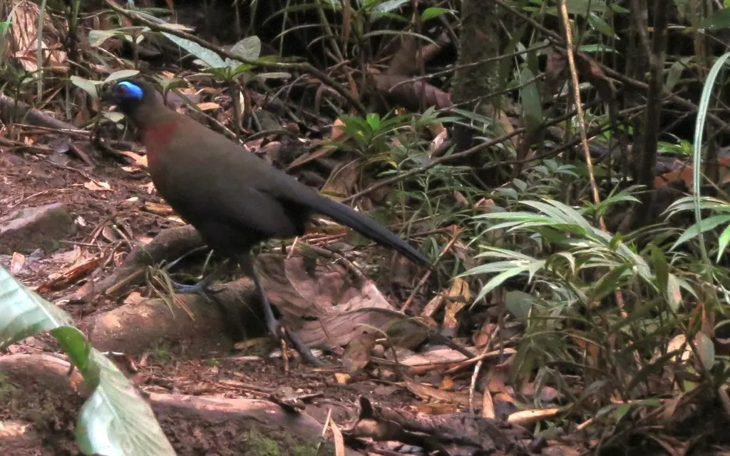 红胸马岛鹃(Coua serriana)