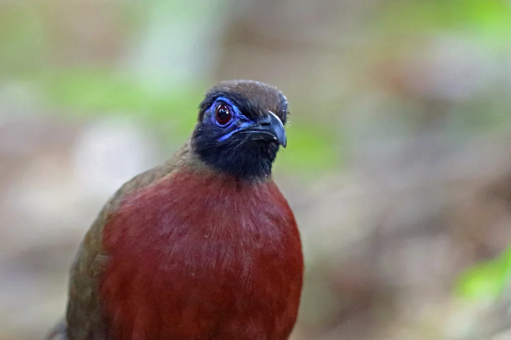 红胸马岛鹃(Coua serriana)