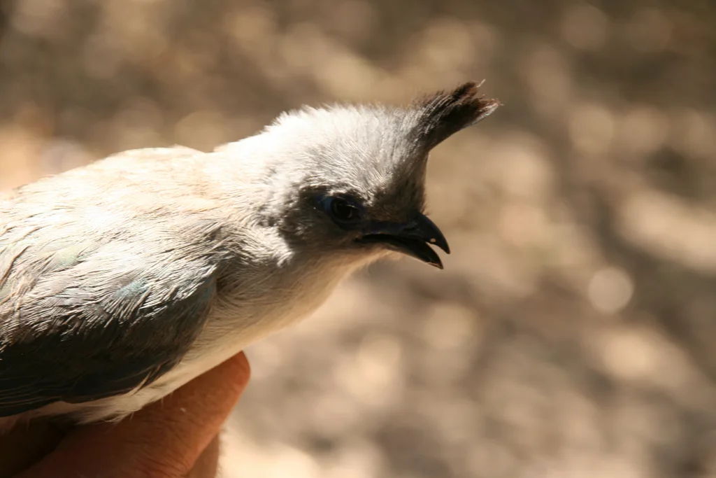 南凤头马岛鹃（Coua verreauxi）