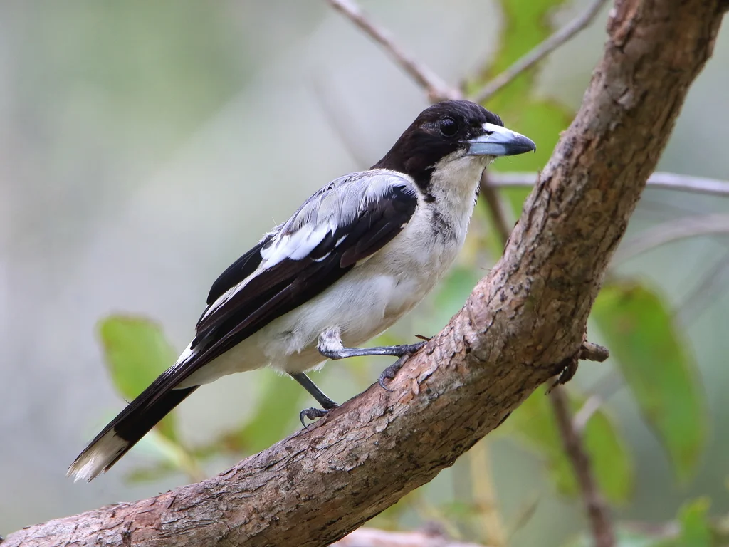 银背钟鹊（Cracticus argenteus）